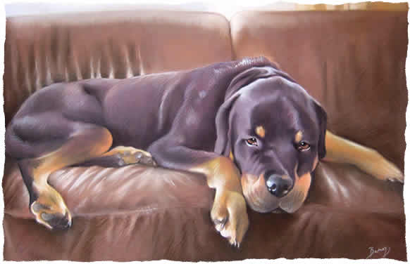 Rottweiler Portrait