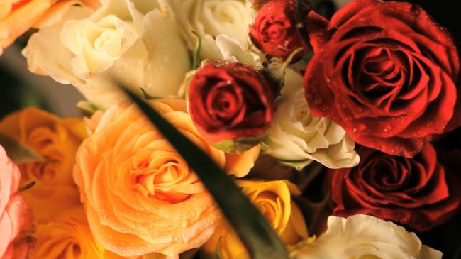 a bunch of orange, cream, pink and red roses