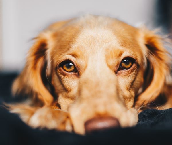 Close up of dog looking directly at us